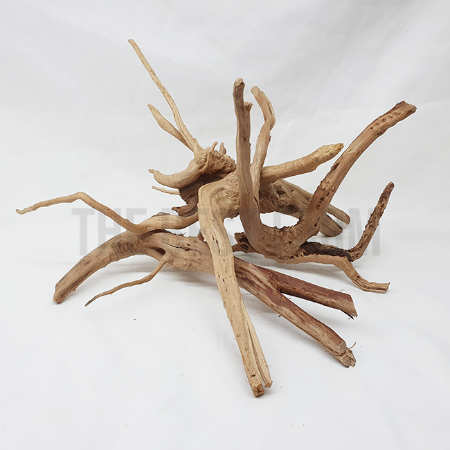 가지유목 더베스트팜 파충류샵 희귀이색애완반려동물