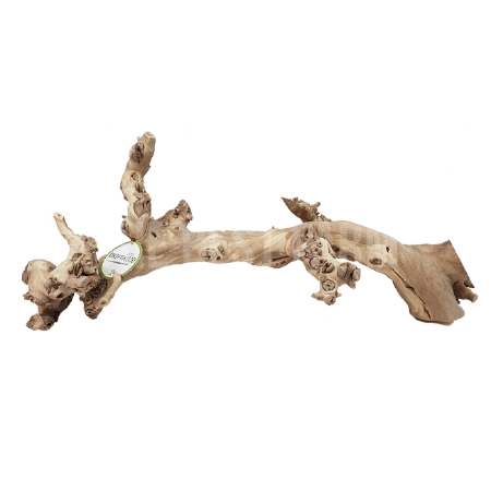 포도나무 유목 (중) 더베스트팜 파충류샵 희귀이색애완반려동물