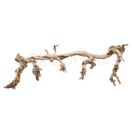 포도나무 유목 (대) 더베스트팜 파충류샵 희귀이색애완반려동물